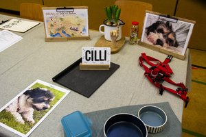 Auf einem Tisch sind Fotos eines schwarz-weißen Hundes, ein Geschirr, Fressnäpfe, eine Reisekarte, eine Pflanze und ein Schild mit der Aufschrift „CILLI“ zu sehen. Die Gegenstände sind ordentlich auf einer grauen Fläche angeordnet.