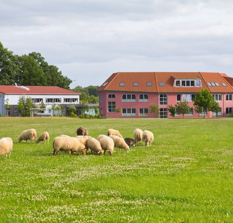 Schafe weiden auf einer grünen Wiese, die mit weißen Blumen übersät ist. Im Hintergrund sind unter einem bewölkten Himmel zwei moderne Gebäude mit roten Dächern und Bäumen zu sehen.