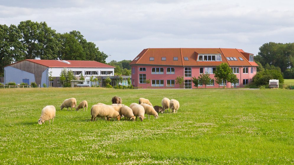 Schafe weiden auf einer grünen Wiese, die mit weißen Blumen übersät ist. Im Hintergrund sind unter einem bewölkten Himmel zwei moderne Gebäude mit roten Dächern und Bäumen zu sehen.