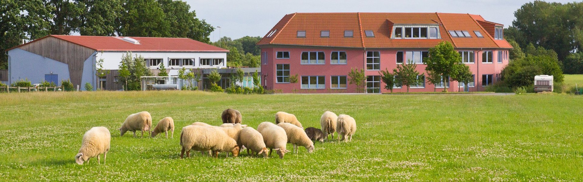Schafe weiden auf einer grünen Wiese, die mit weißen Blumen übersät ist. Im Hintergrund sind unter einem bewölkten Himmel zwei moderne Gebäude mit roten Dächern und Bäumen zu sehen.