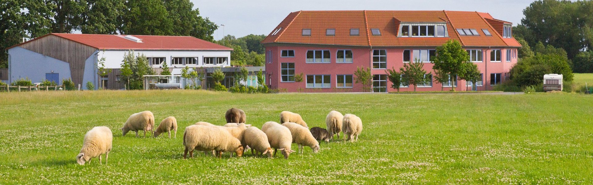 Schafe weiden auf einer grünen Wiese, die mit weißen Blumen übersät ist. Im Hintergrund sind unter einem bewölkten Himmel zwei moderne Gebäude mit roten Dächern und Bäumen zu sehen.