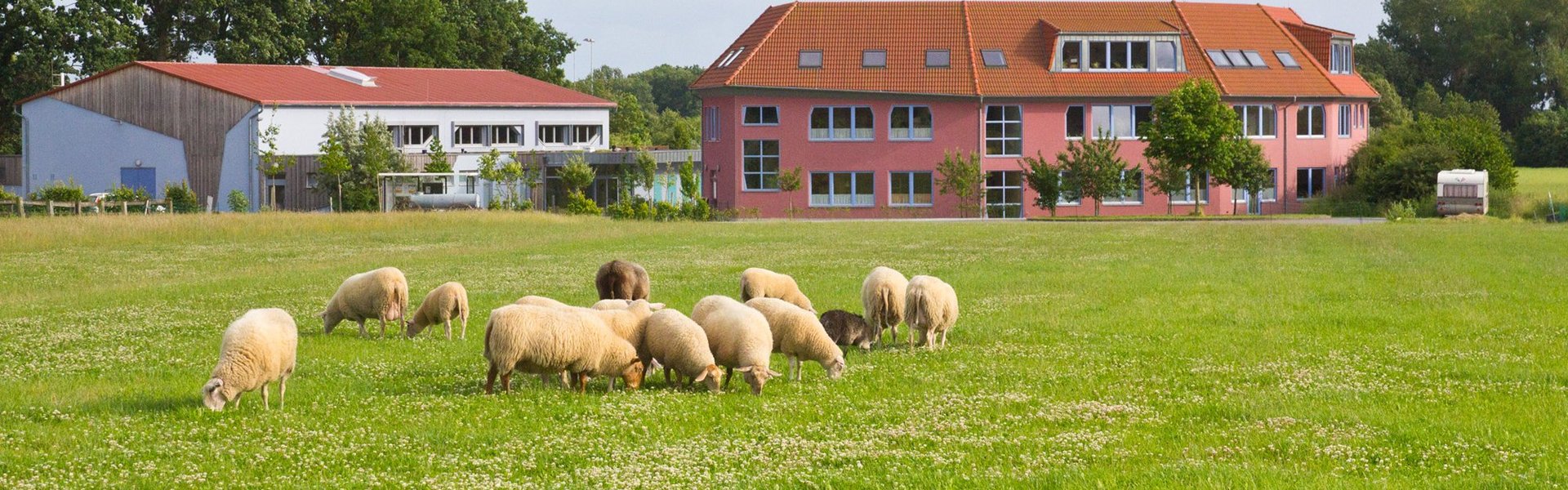 Schafe weiden auf einer grünen Wiese, die mit weißen Blumen übersät ist. Im Hintergrund sind unter einem bewölkten Himmel zwei moderne Gebäude mit roten Dächern und Bäumen zu sehen.