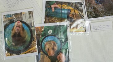 Vier ausgedruckte Fotos eines Nagetiers in einem blauen Rohr, das auf einem Tisch liegt, auf dem handschriftliche Notizen und Dokumente liegen. Die Bilder zeigen das Nagetier aus verschiedenen Blickwinkeln in seinem Gehege.