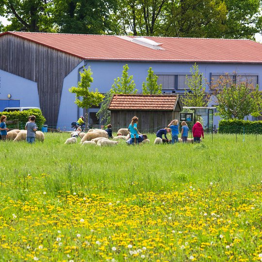 Kinder und Erwachsene versammeln sich um Schafe auf einer grünen Wiese voller gelber Blumen in der Nähe eines Gebäudes mit der Aufschrift „Freie Waldorfschule Everswinkel“, umgeben von Bäumen und Sträuchern, unter strahlend blauem Himmel.