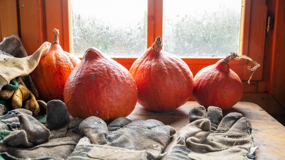 Vier rot-orangefarbene Kürbisse stehen auf einem Holztisch vor einem sonnendurchfluteten Fenster, im Vordergrund liegen mehrere Paare schmutziger Gartenhandschuhe verstreut.