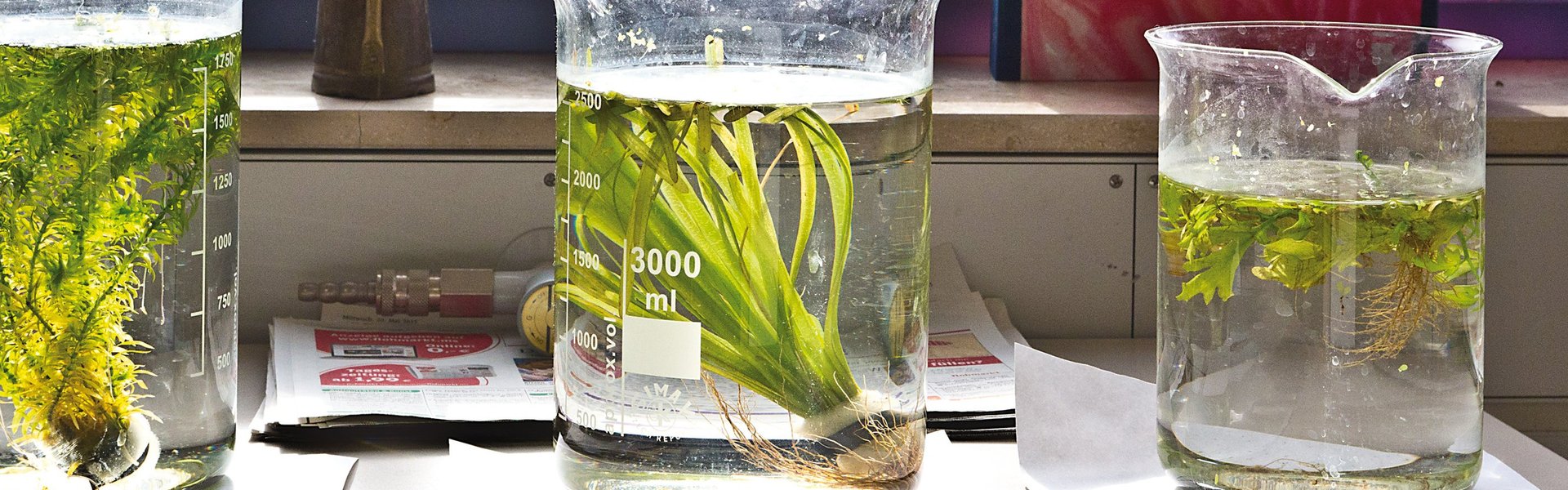 Drei große Glasbecher, gefüllt mit Wasser und grünen Wasserpflanzen, stehen auf weißem Papier auf einer sonnenbeschienenen Fensterbank in einem naturwissenschaftlichen Labor.
