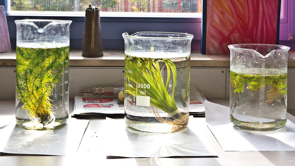 Drei große Glasbecher, gefüllt mit Wasser und grünen Wasserpflanzen, stehen auf weißem Papier auf einer sonnenbeschienenen Fensterbank in einem naturwissenschaftlichen Labor.